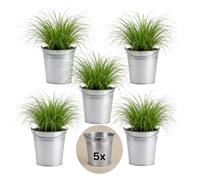 Pflanze Plus | Herbe à chat (Cyperus zumula) | Lot de 5 plantes avec pot en zinc | Plante d'intérieur facile d'entretien