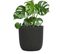 Pflanzwerk® Pot de Fleur Fibre de Verre Cup Ø42cm Anthracite Jardinière antigel* *Protection UV* *Qualité européenne*