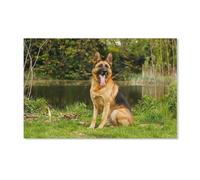 PGCKSK 5D DIY Diamant Broderie 5D Diamant Peinture，Berger Allemand sur l'herbe Au Bord de La Rivière，Point De Croix Photos De Strass Mosaïque Décoration（30x40cm）-B20