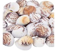 PH PandaHall 40pcs Coquilles Saint Jacques 22~36mm Naturelles Breloque Coquillage Festonné sans Trou Ni Perçage pour Vases de Fête Aquariums Crafting de Bijoux