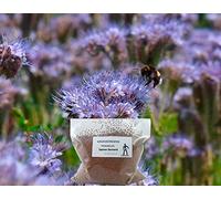 Phacelia Graines d'engrais vert pour abeilles 2 kg