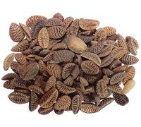 Phacélie Non traitée Phacélie - 15 grammes - Phacelia Tanacetifoli (Engrais Vert) SEM06