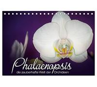 Phalaenopsis - die zauberhafte Welt der Orchideen (Tischkalender 2026 DIN A5 quer), CALVENDO Monatskalender: Eine kleine zauberhafte Auswahl meiner Orchideen-Familie.