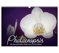 Phalaenopsis - die zauberhafte Welt der Orchideen (Wandkalender 2026 DIN A3 quer), CALVENDO Monatskalender: Eine kleine zauberhafte Auswahl meiner Orchideen-Familie.