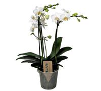 Phalaenopsis multiflora orchid blanc