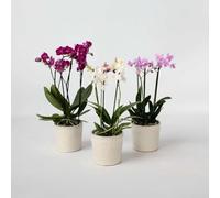 Phalaenopsis multiflora - Orchidée papillon - Mélange 3 couleurs - 35-45cm - Ø12cm - Orchidées