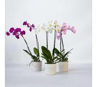 Phalaenopsis - Orchidée papillon - Mélange 3 couleurs - 50-60cm - Ø12cm - Orchidées