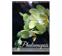 Phalaenopsis - Schöne Schmetterlingsorchideen (Wandkalender 2026 DIN A4 hoch), CALVENDO Monatskalender
