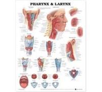 Pharynx Larynx Anatomical Chart