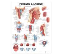 Pharynx & Larynx Anatomical Chart