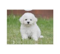 PHAYAH Couverture en flanelle ultra douce avec motif chien bichon frisé pour canapé, lit, salon, bureau, pause déjeuner, 127 x 101,6 cm