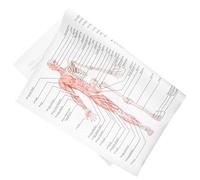 PHENOFICE Affiche D'anatomie Illustration Claire des Muscles Squelette Pratique en Tissu de Soie 50x70 Cm en Différentes Couleurs pour École et Laboratoire