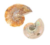 PHENOFICE Spécimen Fossile Ammonite 2pcs pour Décoration Miniature et Échantillon D'enseignement en Fossile Naturel, Maison et L'apprentissage Scientifique