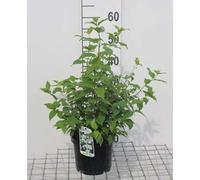 Philadelphus 'Belle Etoile' - Jasmin de jardin 50- 60 cm - Conteneur