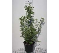 Philadelphus 'Belle Etoile' - Jasmin des jardins 60- 80 cm - conteneur