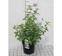 Philadelphus 'Belle Etoile' - Seringat 'Belle Etoile', Jasmin Des Poètes 50-60 cm en pot