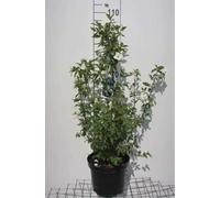 Philadelphus 'Belle Etoile' - Seringat 'Belle Etoile', Jasmin Des Poètes 60-80 cm en pot