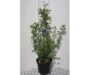 Philadelphus 'Belle Etoile' - Seringat 'Belle Etoile', Jasmin Des Poètes 60-80 cm en pot