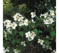 Philadelphus Belle Étoile - Seringat rustique pour le jardin