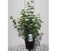 Philadelphus 'Bouquet Blanc' - Jasmin à fleurs doubles 50- 60 cm - conteneur
