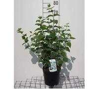 Philadelphus 'Bouquet Blanc' - Seringat 'Bouquet Blanc', Jasmin Des Poètes 50- 60 cm en pot