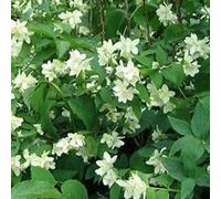 Philadelphus 'Bouquet Blanc'- Seringat de Perse 'Bouquet Blanc' 50-60 cm en conteneur