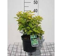 Philadelphus coron. 'Aureus' - Jasmin des jardins 30- 40 cm - conteneur