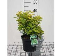 Philadelphus coron. 'Aureus' - Seringat Doré, Jasmin Des Poètes 'Aureus' 30- 40 cm en pot