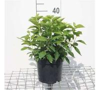 Philadelphus coronarius - Jasmin des jardins 50- 60 cm - conteneur