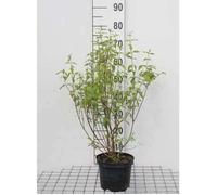 Philadelphus 'Lemoinei' - Seringat 'Belle Etoile', Jasmin Des Poètes 50- 60 cm en pot