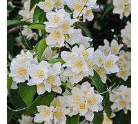 Philadelphus Rosace 1L - Une plante peu exigeante
