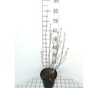 Philadelphus 'Snowbelle' - Jasmin des jardins 50- 60 cm - conteneur