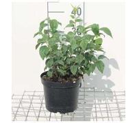 Philadelphus 'Virginal' - Jasmin des jardins 50- 60 cm - conteneur
