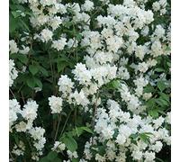 Philadelphus 'Virginal'- Seringat 'Virginal' 50-60 cm en conteneur blanche