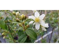 Philadelphus x 'Bouquet Blanc' / Seringat des jardins à fleurs simples/Conteneur de 2 à 2.9 litres/Arbuste florifère