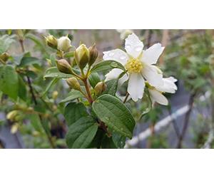 Philadelphus x 'Bouquet Blanc' / Seringat des jardins à fleurs simples/Conteneur de 2 à 2.9 litres/Arbuste florifère