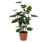 Philodendron Artificiel Ali - H65 cm - Atmosphera créateur d'intérieur