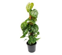 Philodendron Brandtianum 'Silver' Plante grimpante originale sur tige de mousse Hauteur env. 80 cm Pot de 16 cm