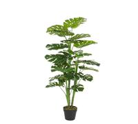 Philodendron C-Pot 23Leaves H120Cm