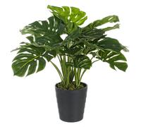 Philodendron C-Pot 24Leaves H65cm