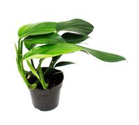 Philodendron "Dragon Tail" - Rhaphidophora decursiva - arbre à queue de dragon ami - pot de 12cm