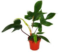 Philodendron Florida Beauty Green - Ami des arbres exceptionnel - pot de 12cm