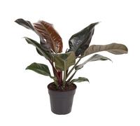 Philodendron 'Imperial Red' - Ami des arbres - Diamètre 19 cm - Hauteur 50-55 cm