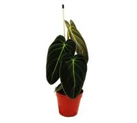 Philodendron Melanochrysum - L'ami des arbres noir et doré - Pot de 12 cm
