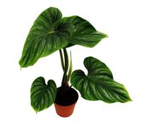 Philodendron plowmanii - l'ami de l'arbre argenté - pot de 15cm - rareté
