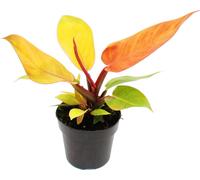 Philodendron Prince d'Orange - ami oranger - pot 12cm