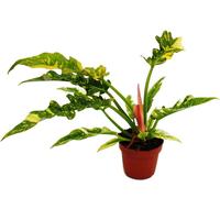 Philodendron "Ring of Fire" - ami des arbres inhabituel - pot de 12cm
