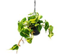 Philodendron scandens Brasil - ami des arbres grimpants - bicolore - pot de feux tricolores 15cm - à suspendre