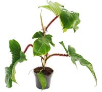 Philodendron squamiferum - l'ami sauvage de l'arbre à poigne rouge - Pot 12cm