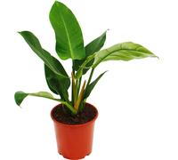 Philodendron Vert Impérial Vert 19cm Pot